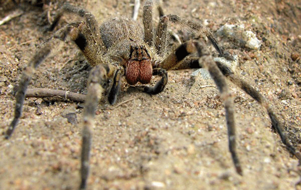 Brazilian-Wandering-Spider.gif