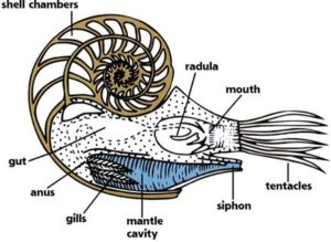 10 Living Fossils: Ancient Animals That Survived Through Time