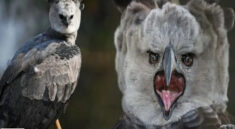 Top 10 Mysterious Animals that have Appeared in the Amazon Forest