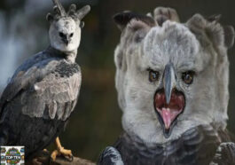 Top 10 Mysterious Animals that have Appeared in the Amazon Forest