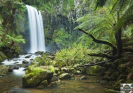 Top 10 Natural Forests in The World, Favorite Vacation Spots for Tourists