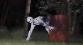 Top 10 Most Mysterious Creatures Found in 2025