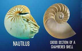 10 Living Fossils: Ancient Animals That Survived Through Time