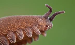 10 Living Fossils: Ancient Animals That Survived Through Time