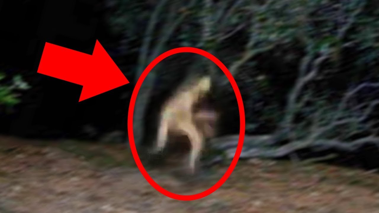 Top 10 Most Mysterious Creatures Found in 2025