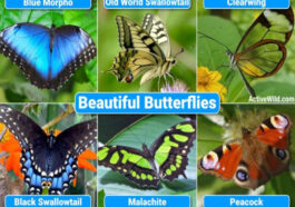 Top 6 Facts & Pictures Beautiful Butterflies in The World
