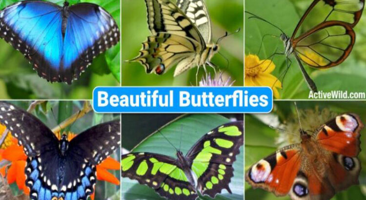 Top 6 Facts & Pictures Beautiful Butterflies in The World