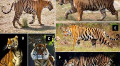 10 Types of Forest Tigers that Ever Existed in the World
