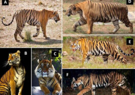 10 Types of Forest Tigers that Ever Existed in the World