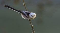 Top 10 Short Beaked Birds with a Long Tail Feathers in the World