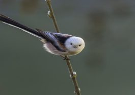 Top 10 Short Beaked Birds with a Long Tail Feathers in the World