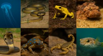 Top 10 most Dangerous Wild Animals in the World that have Deadly Poison