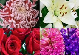 Top 10 Types of Flowers that can be used as Ornamental Plants at Home