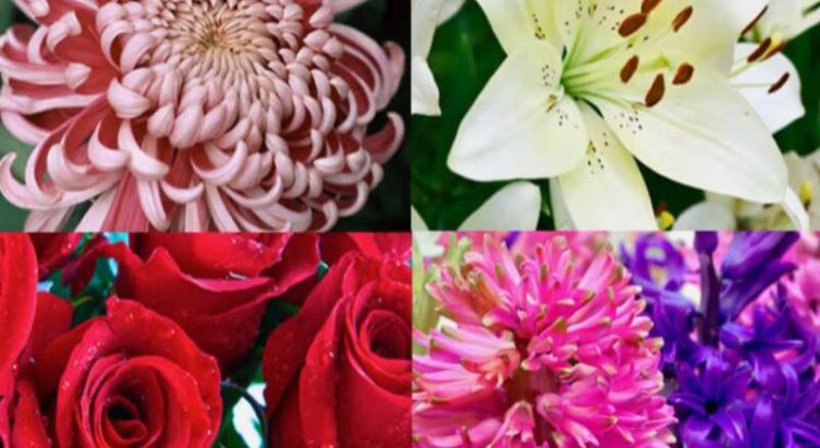 Top 10 Types of Flowers that can be used as Ornamental Plants at Home
