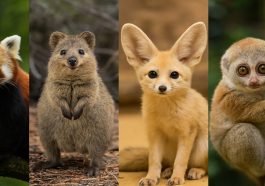 10 Wild Animals with Cute Faces and Adorable in the World's Natural Forests