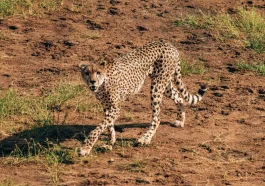 Nature’s speed demons