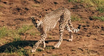 Nature’s Speed Demons: Top 10 Fastest Creatures
