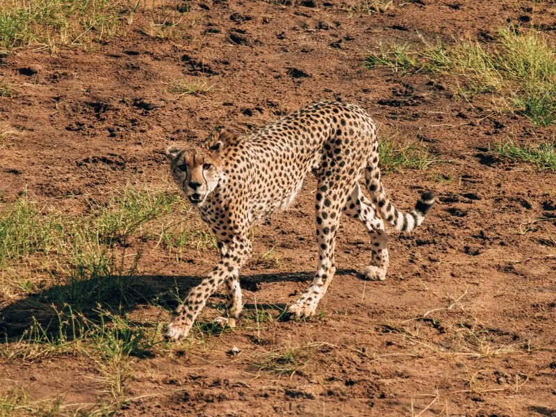 Nature’s speed demons