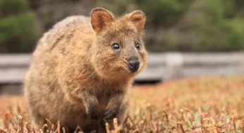 Animal Kingdom Wonders: Top 10 Unusual Creatures