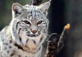 Amazing Animals in Northern