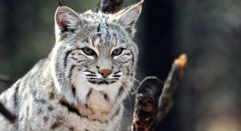 Top 10 Unusual and Amazing Animals in Northern You Can Find