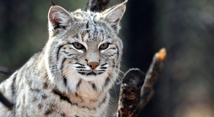 Amazing Animals in Northern