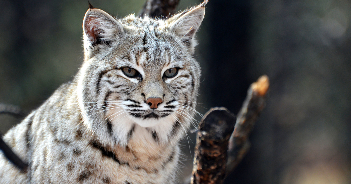 Amazing Animals in Northern