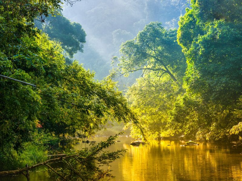 Amazon rainforest
