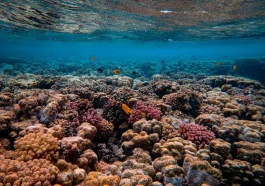 Coral reefs