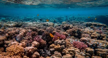 Top 10 Reasons Coral Reefs Are the Rainforests of the Sea