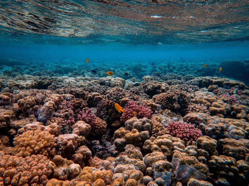 Coral reefs