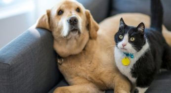 Top 10 Pet Care Tips for a Healthier, Happier Companion