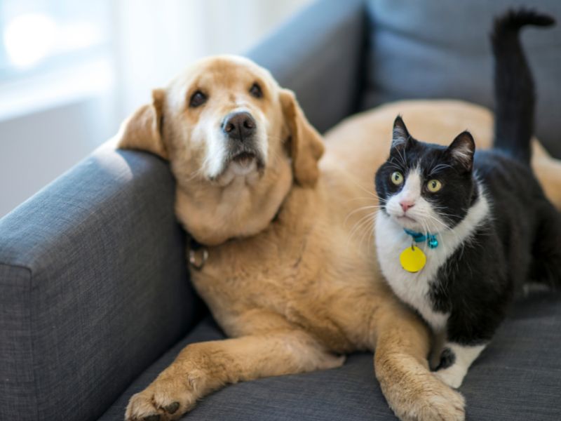 Pet care