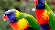 Rare and Exotic Birds