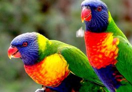 Rare and Exotic Birds
