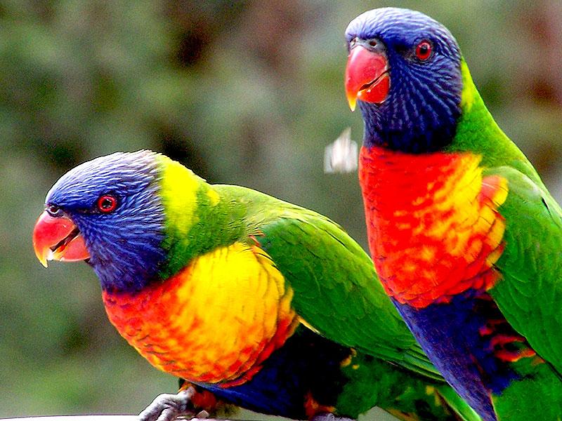 Rare and Exotic Birds