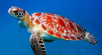 Top 10 Marine Animals That Are Surprisingly Intelligent