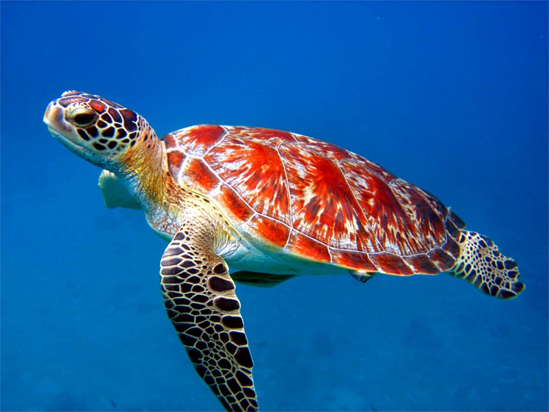 marine animals