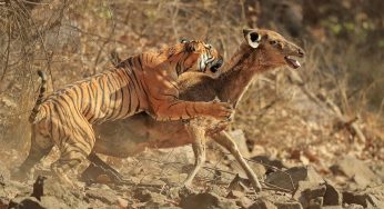 Top 10 Strongest Animals Compared to Body Size