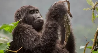Top 10 Wildlife Photographers and Their Stunning Captures