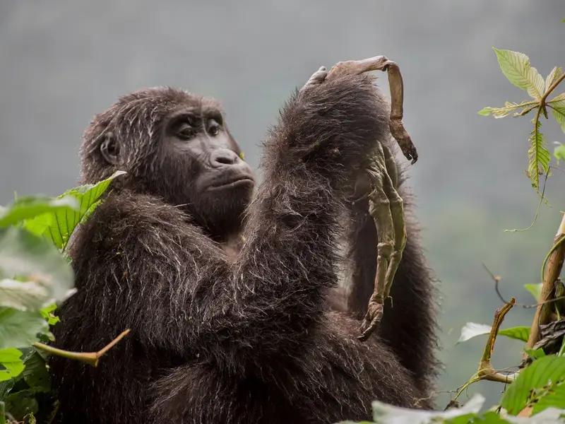 wildlife photographers