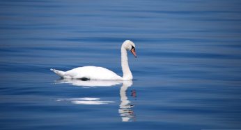 Top 10 Animals That Look Cute But Are Actually Dangerous