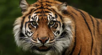 Stunning Creatures, Tragic Fate: 10 Most Endangered Animals Alive
