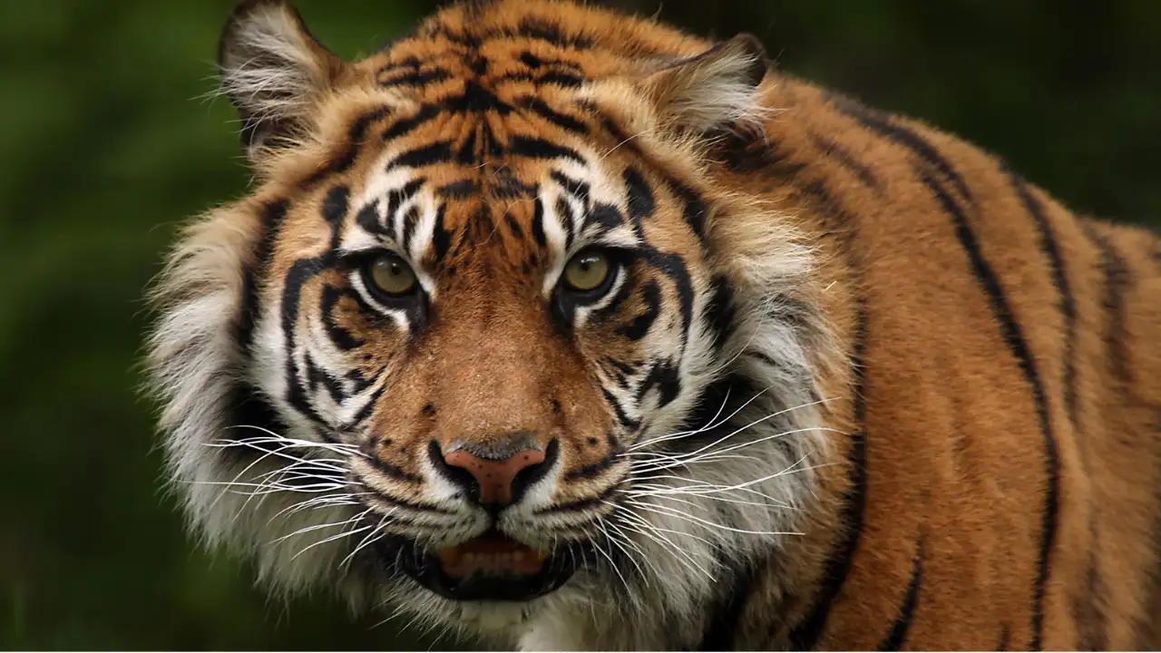 Endangered animals