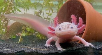 Top 10 Animals Everyone Is Obsessed With in 2025