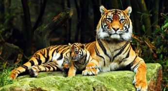 Top 10 Animals in the Forest: Wonders of the Wild