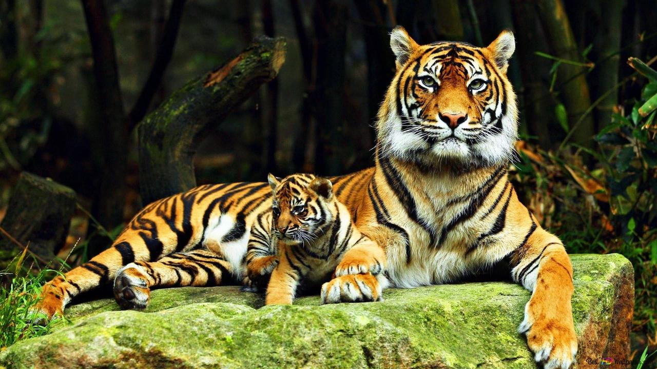 animals in the forest