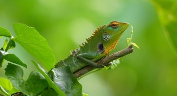 Top 10 Forest Animals Representing Biodiversity Conservation and Ecological Balance Worldwide