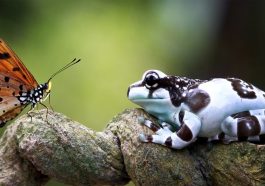 Animal Discoveries of 2025