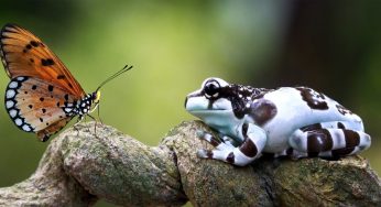 Top 10 Animal Discoveries of 2025 You Wont Believe Are Real